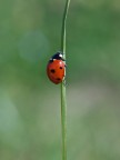 Coccinella Coccinella
