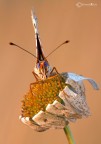 Melitaea didyma (Esper 1779) Didima Melitaea didyma (Esper 1779) Didima