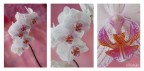 Orchidee: piccolo collage di tre foto.
Dati exif
foto1 iso 200 f/20 1/6 sec.
foto2 iso 200 f/4 1/100 sec.
foto3 iso 200 f20 1/3 sec.
[url=http://img641.imageshack.us/img641/6646/trisorchideehr2000.jpg] Clicca qui per l'alta risoluzione [/url]
Graditissimi commenti e critiche.
Max