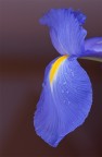 Iris Iris