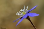 Hepatica nobilis Hepatica nobilis