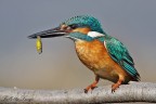 Martin pescatore (Alcedo atthis) Martin pescatore (Alcedo atthis)