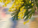 mimosa mimosa