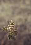 Impromptus