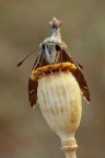 Carcharodus alceae II Carcharodus alceae II
