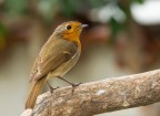 Erithacus rubecula Erithacus rubecula