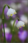 Campanellini (Leucojum vernum)
Una esposizione per ciascun fiore a f/8 1/200s ISO 200 cavalletto

Versione maxi: http://img40.imageshack.us/img40/1728/img5835l.jpg