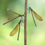 Calopteryx haemorrhoidalis (Vander Linden, 1825) - (femmine) Calopteryx haemorrhoidalis (Vander Linden, 1825) - (femmine)