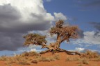 la natura della monument valley