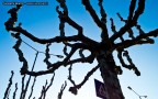 Albero Albero