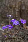 Hepatica nobilis Hepatica nobilis