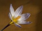 crocus crocus