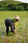 Thai 2011 - 23 Thai 2011 - 23