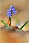 Scilla bifolia Scilla bifolia