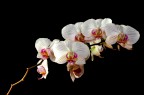 Orchidee 3 Orchidee 3