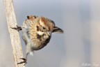 Migliarino di palude (Emberiza schoeniclus) Migliarino di palude (Emberiza schoeniclus)