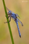 Orthetrum brunneum (Fonscolombe, 1837) Orthetrum brunneum (Fonscolombe, 1837)