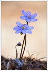 Hepatica Nobilis Hepatica Nobilis