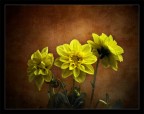 Giallo #2 Giallo #2