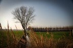 Ho ripreso un albero partendo da piccoli fruscelli in primo piano.L'albero  sui terzi e per rendere la foto pi gradevole ho accentuato la vignettatura.
Scatto a mano libera.Dati exif:18mm ISO 100 f/6.3 Ts 1/200 sec.