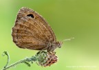 Minois dryas, c & c sono graditi, ciao Elio.
Dati exif:
Canon 1ds, Canon 180mm, iso 100, f/16, 1/5s, -0,33 eV
[url= http://img35.imageshack.us/img35/5999/minoisdryasa2200.jpg]Clicca qui per la versione ad alta risoluzione![/url]