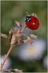 Prime macro Prime macro