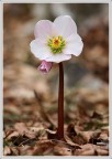 Helleborus niger Helleborus niger