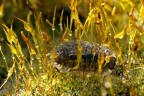 Isopoda ambientato... Isopoda ambientato...