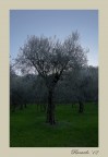 Gli Alberi del Cielo Gli Alberi del Cielo