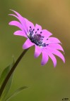 tragopogon porrifolius tragopogon porrifolius