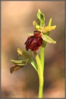 Ricomincia la stagione delle orchidee spontanee: Ophrys sphegodes, la prima specie a fiorire in Friuli
