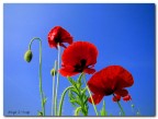 poppies poppies