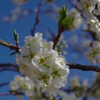 Fior di prugno Fior di prugno