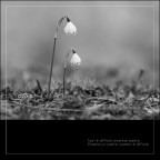 Non è difficile diventar padre. Essere un padre, questo è di Non è difficile diventar padre. Essere un padre, questo è di