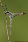 www.rossidaniele.com
Canon EOS 7D + Sigma 180mm f/3.5 EX APO Macro HSM
f16 - 1/2s - ISO 100 - cavalletto - scatto remoto - plamp - pannellini
09.08.2011 ore 7.19
Suggerimenti e critiche sempre ben accetti.
Consiglio la visione in alta risoluzione
[url=http://www.rossidaniele.com/HR/_MG_1476copia2-mdc-1500.jpg]Versione HR[/url]