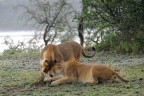 Ndutu - Tanzania