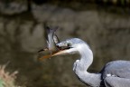 il pescatore il pescatore
