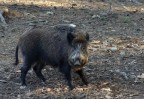 Cinghiale Cinghiale