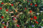 E' primavera E' primavera