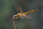 Libellula Libellula