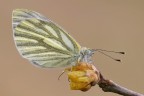 Pieris napi Pieris napi
