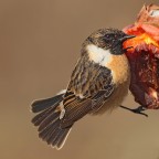 SALTIMPALO SALTIMPALO