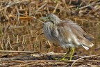 Sgarza ciuffetto (Ardeola ralloides) Sgarza ciuffetto (Ardeola ralloides)