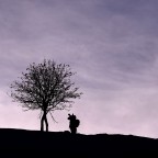 Cercando poesie Cercando poesie