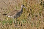 Chiurlo piccolo Numenius phaeopus