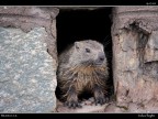Marmotta # 4 Marmotta # 4