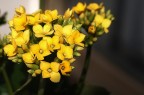 Primavera Primavera