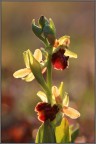 Ophrys sphegodes in controluce. Osoppo (UD)

Canon 450D Tamron 90 1/160s f/5,6 ISO 100 cavalletto

Versione maxi: http://postimage.org/image/qaxhn8tzz/