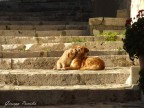 Coccole Coccole