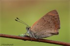Lycaena phlaeas Lycaena phlaeas